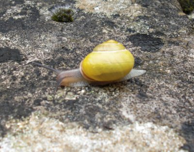 Snail